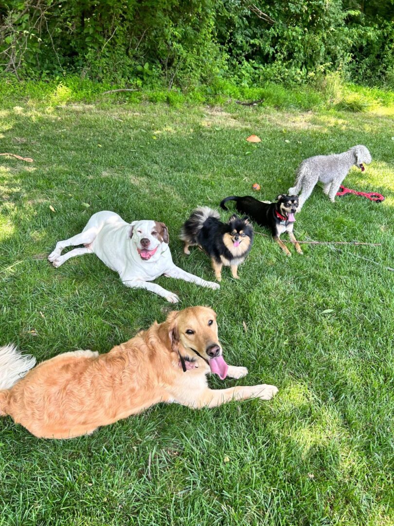 Five dogs relaxing on green grass.
