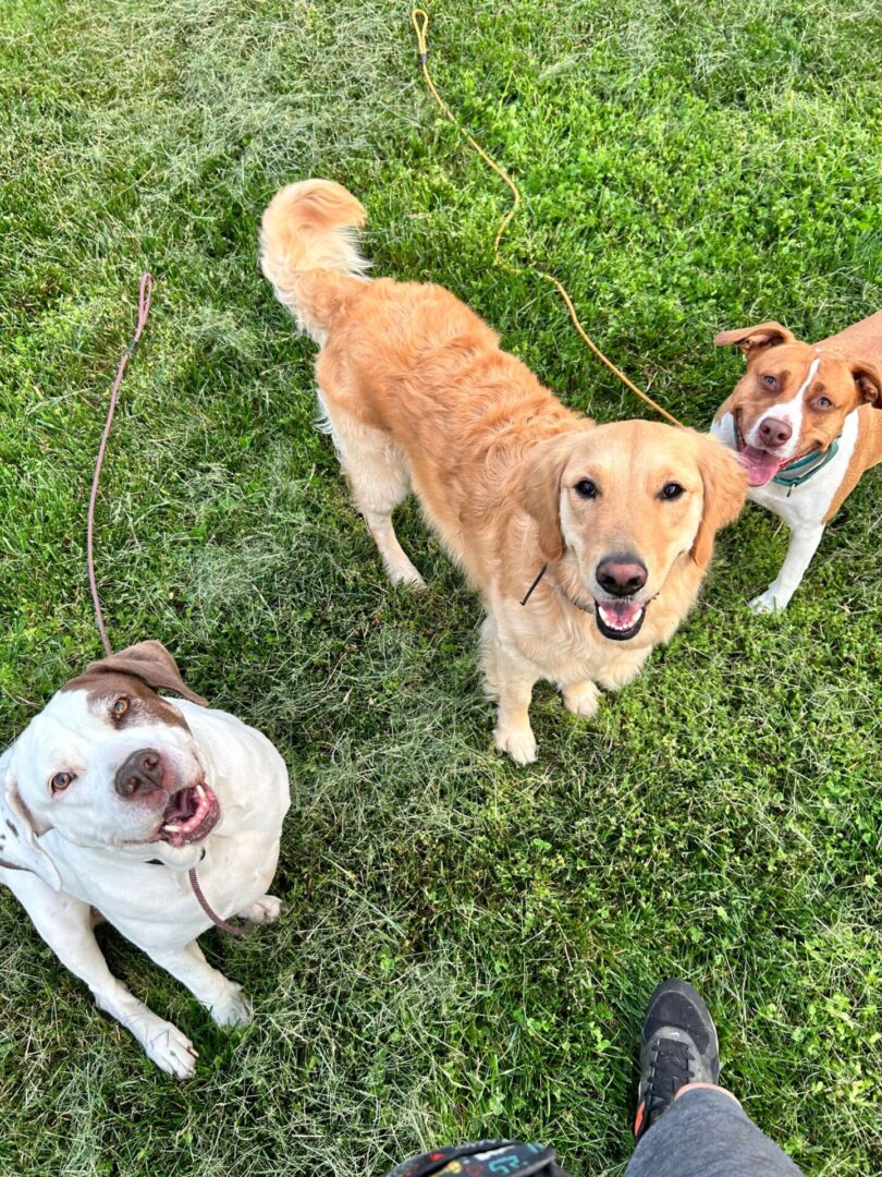 Three happy dogs on green grass.