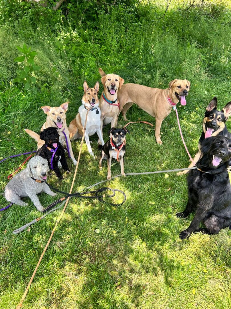 Happy dogs playing in the grass.