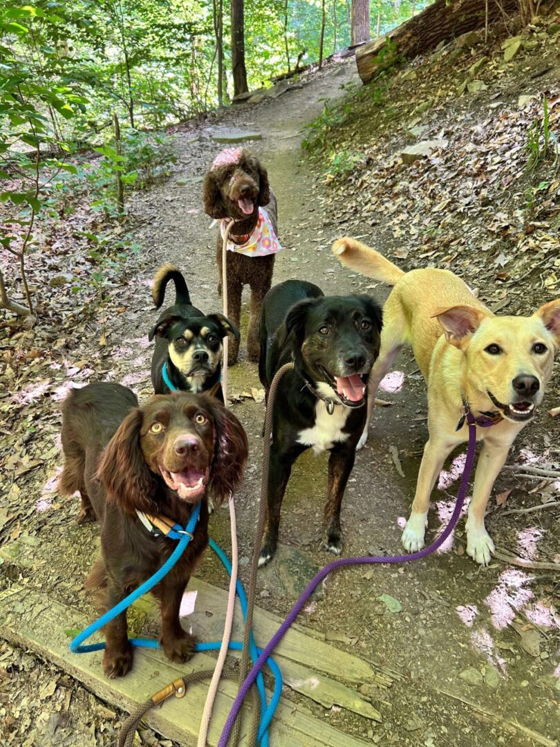 Five dogs on a woodland trail.
