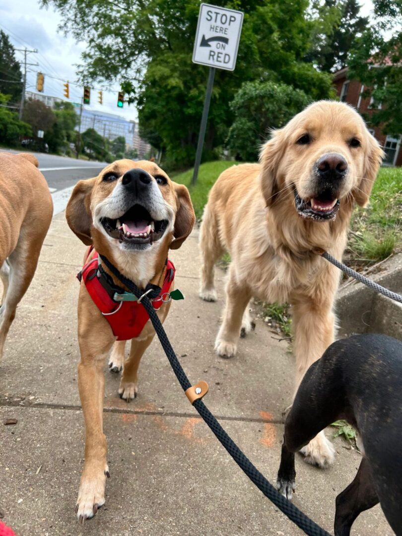 Happy dogs walking on sidewalk.
