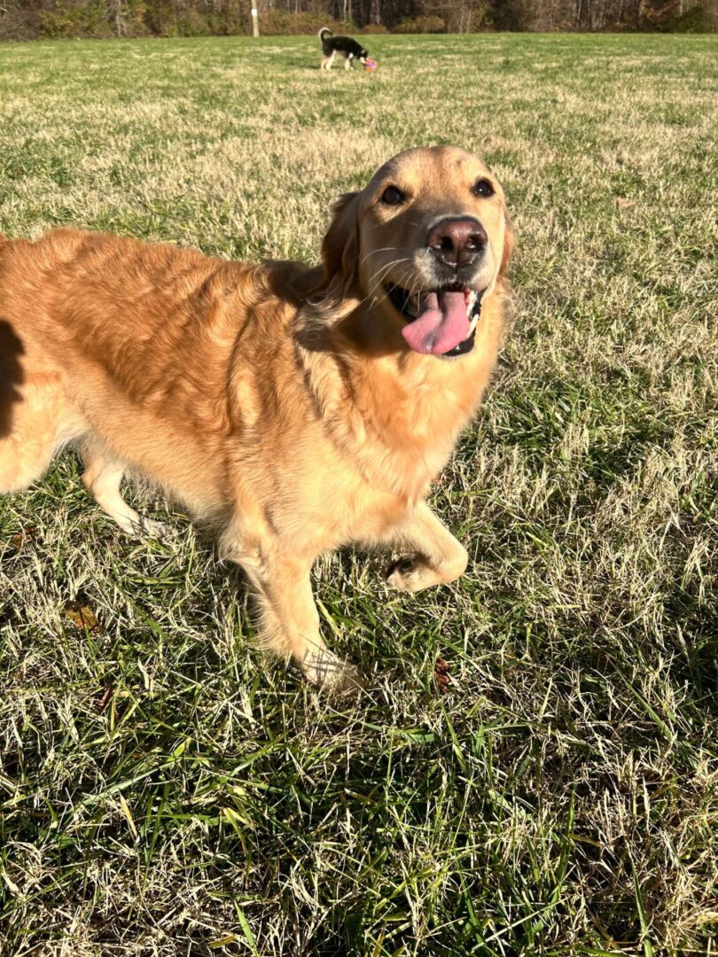 Happy golden retriever in grassy field.