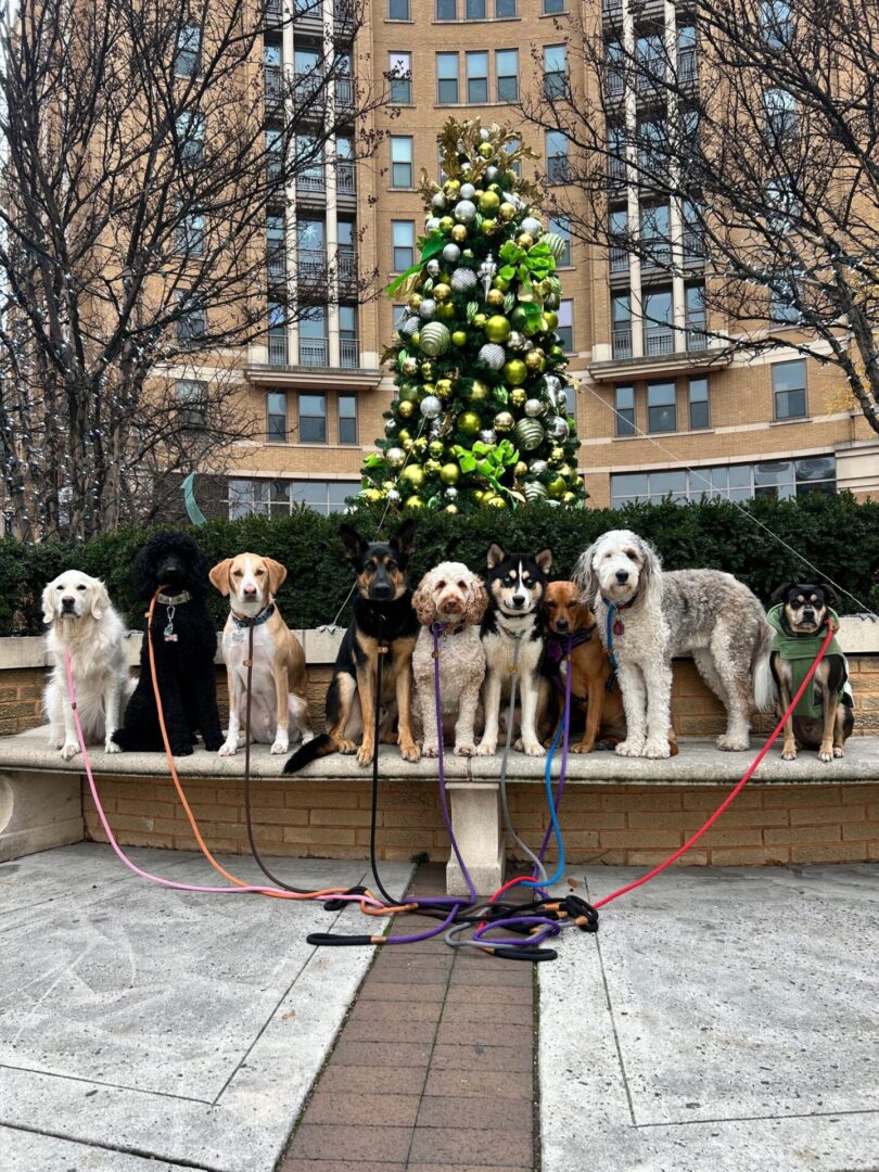 Nine dogs on leashes by Christmas tree.