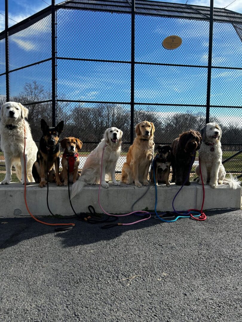 Eight dogs sitting on a wall.